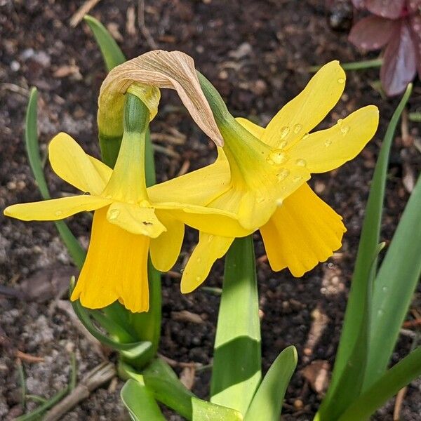 Narcissus cyclamineus ফুল