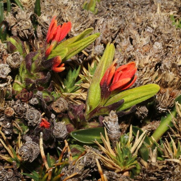 Castilleja pumila Övriga