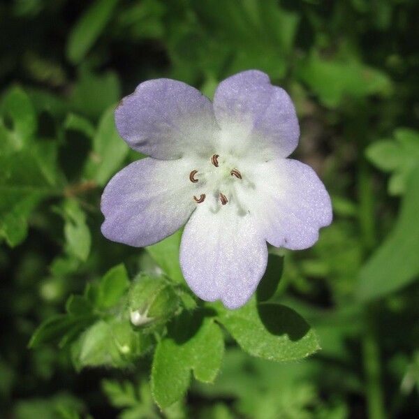 Nemophila phacelioides Flors