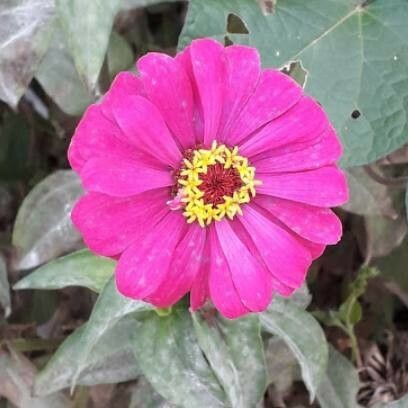 Zinnia elegans Blomst