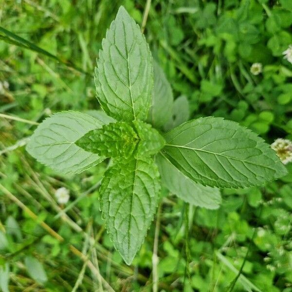 Mentha arvensis Leht