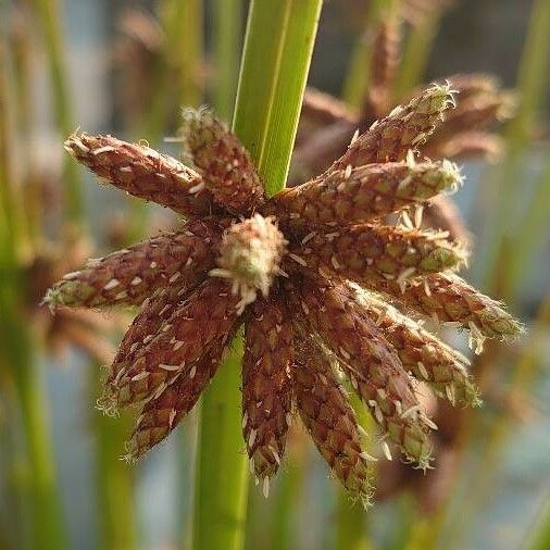 Bolboschoenus maritimus 花