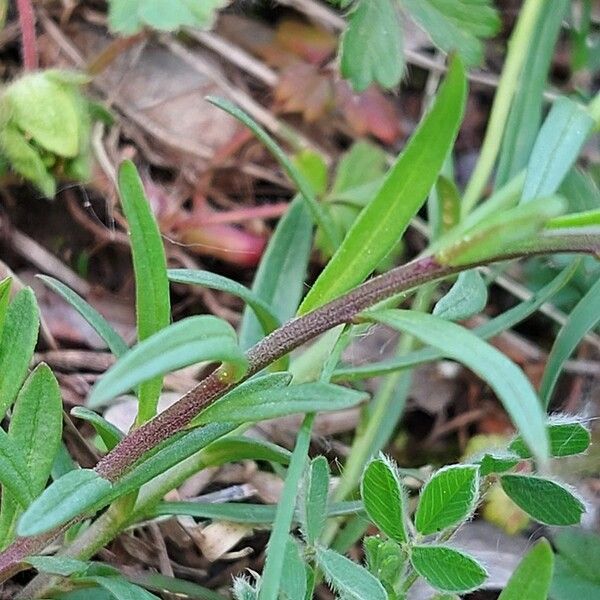 Polygala comosa List