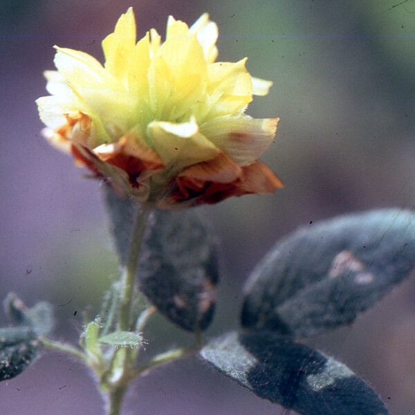 Anthyllis circinnata പുഷ്പം