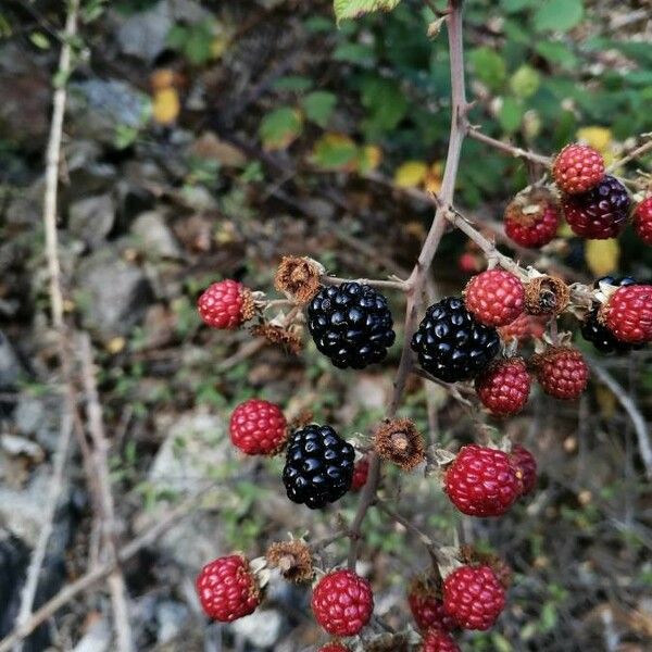 Rubus ulmifolius Fruchs