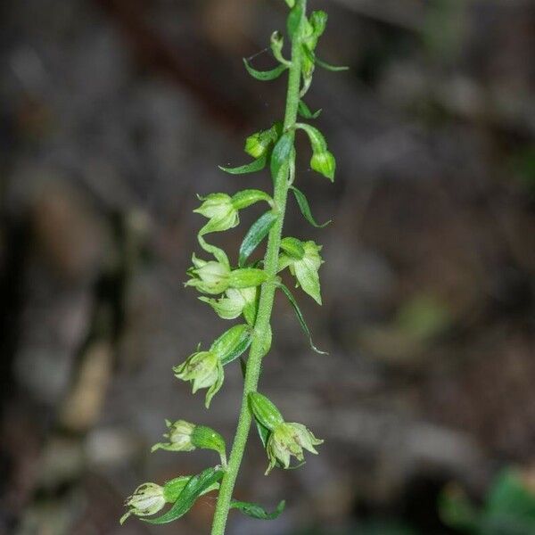 Epipactis albensis Blomma