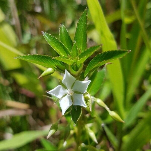 Sauvagesia erecta Virág