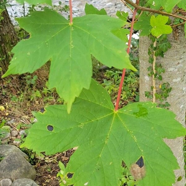 Acer pseudoplatanus Листок