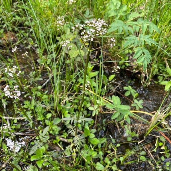 Valeriana dioica Hábitos