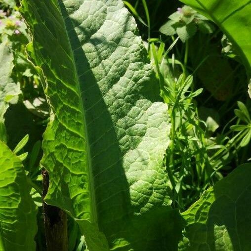 Rumex patientia Folha