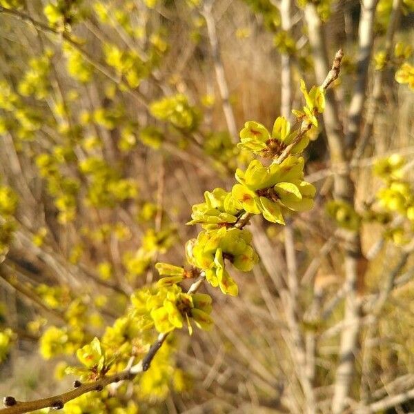 Ulmus glabra Blatt