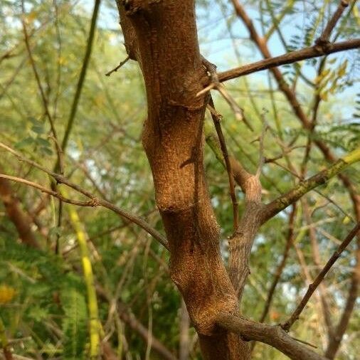 Sesbania drummondii Écorce