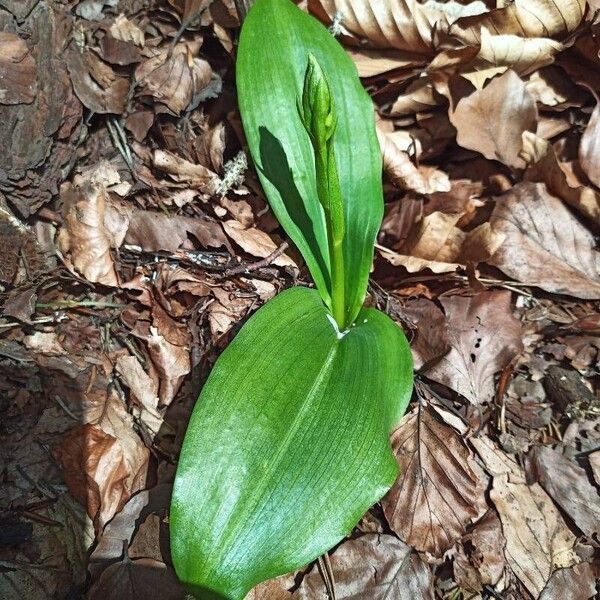 Platanthera bifolia Folha