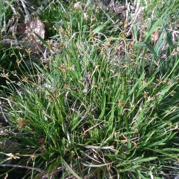 Carex capillaris Flor