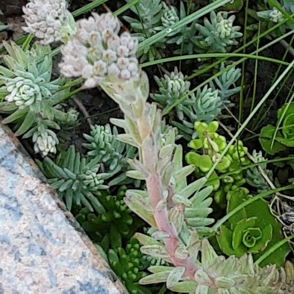 Petrosedum ochroleucum Floare