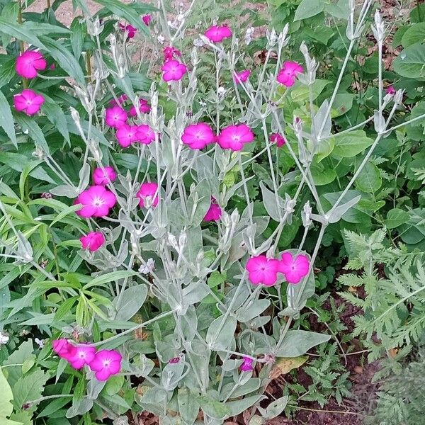 Silene coronaria Plante entière