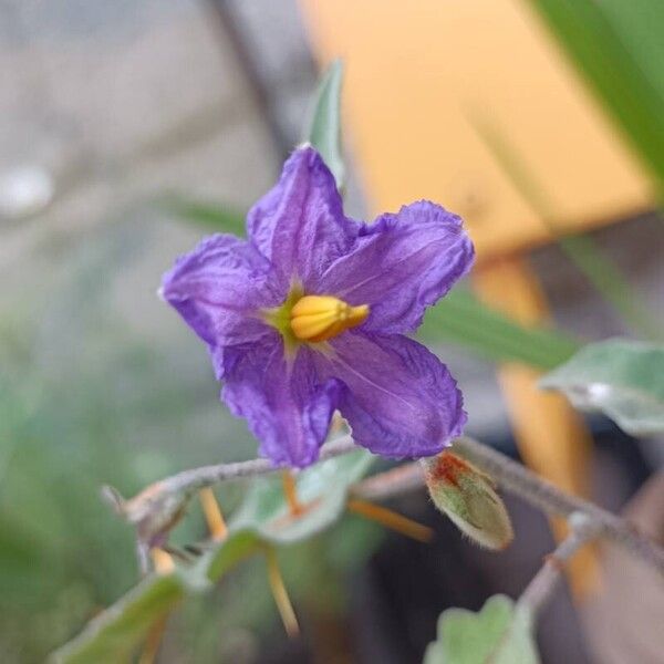 Solanum pyracanthos Floare