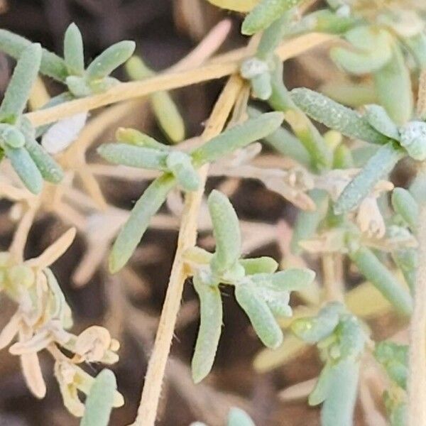 Salsola imbricata Blad