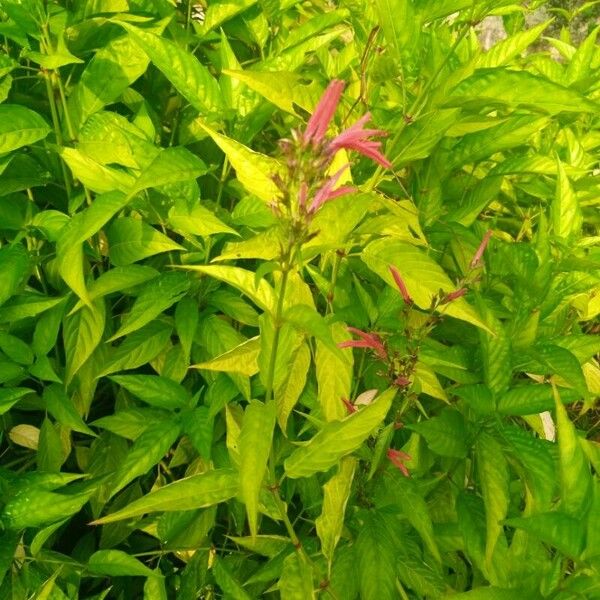 Dianthera secunda Flor