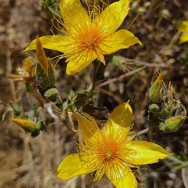 Mentzelia crocea Kukka