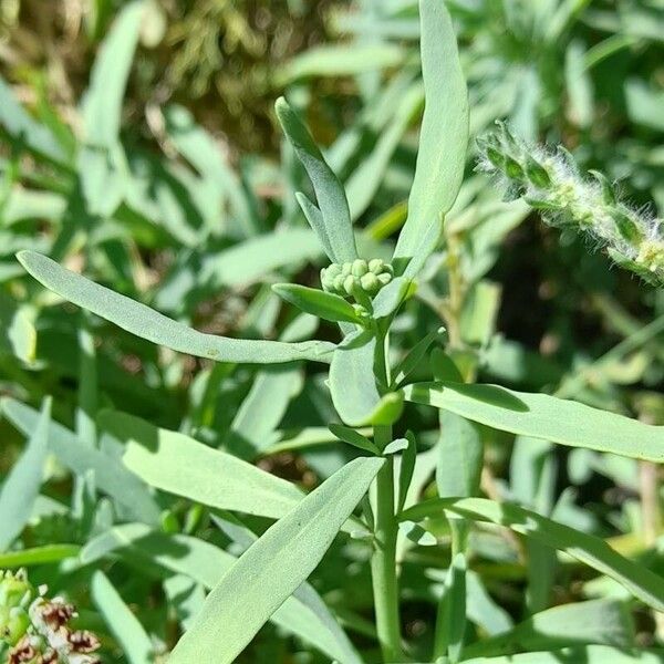 Heliotropium curassavicum Levél