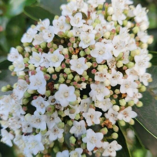 Viburnum tinus Flor