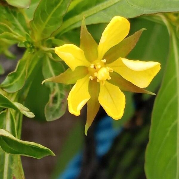 Ludwigia octovalvis Blüte