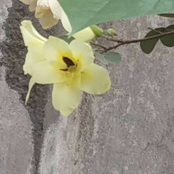 Bauhinia tomentosa Flor