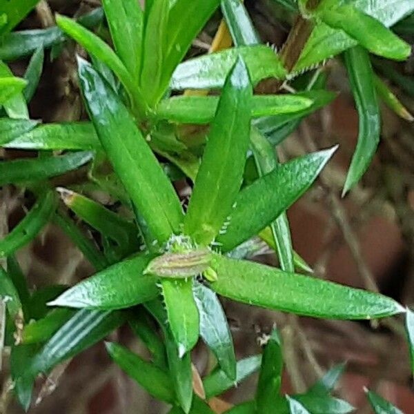 Phlox subulata Lehti