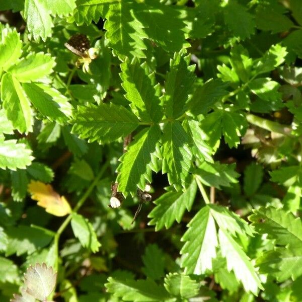 Acaena novae-zelandiae Blad