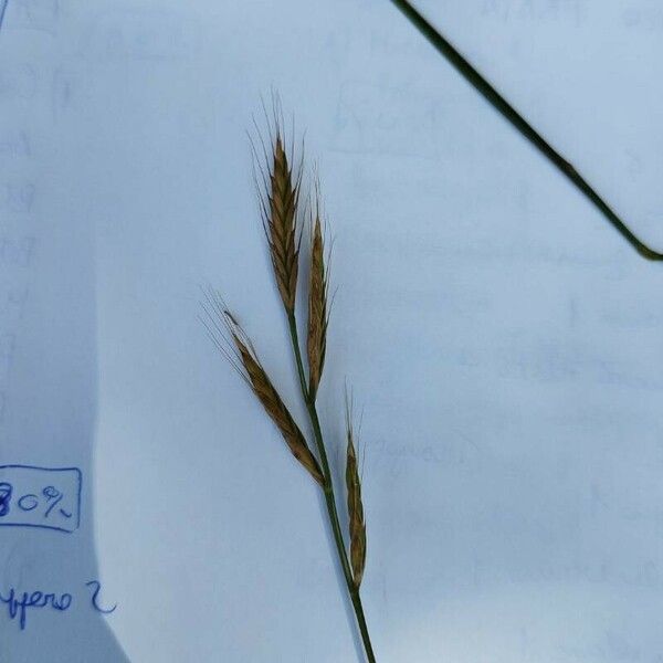 Brachypodium distachyon Flower