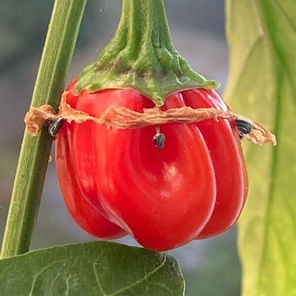 Capsicum frutescens Fruit