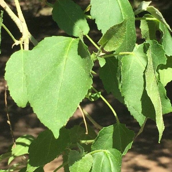 Croton megalobotrys Lapas