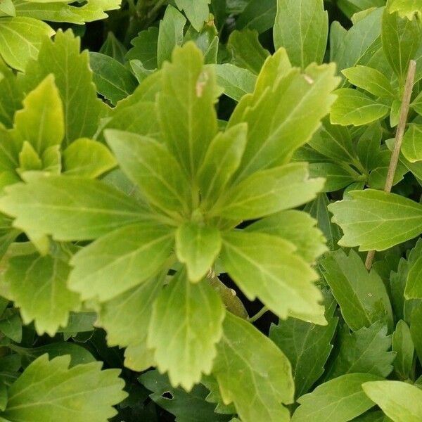 Pachysandra terminalis ᱥᱟᱠᱟᱢ