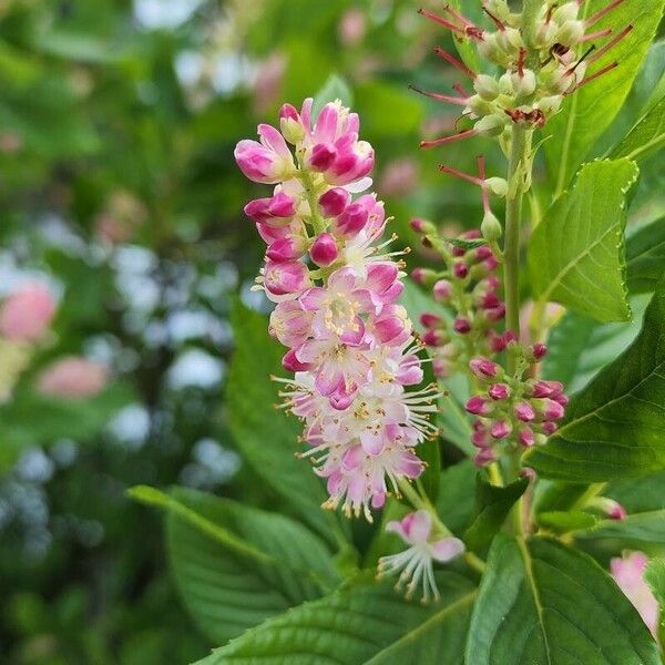 Clethra alnifolia Blomma