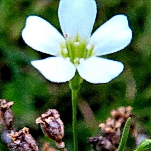 Psammophiliella muralis Flower