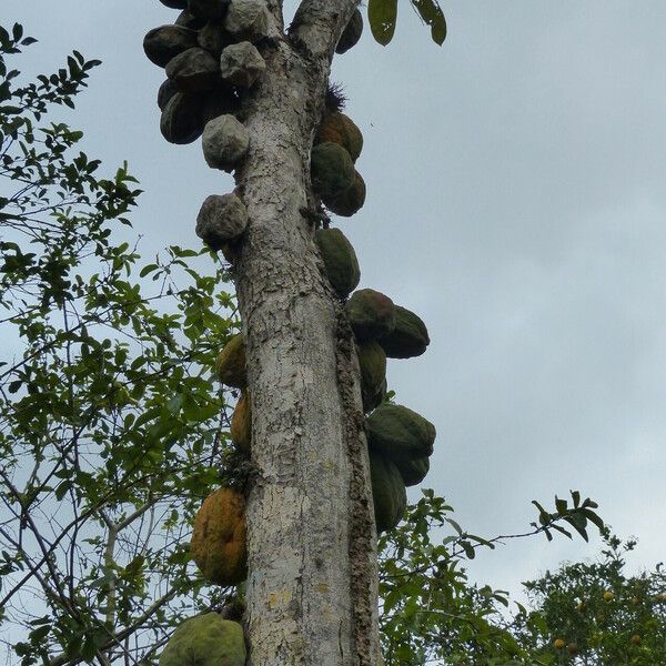 Theobroma cacao Plod