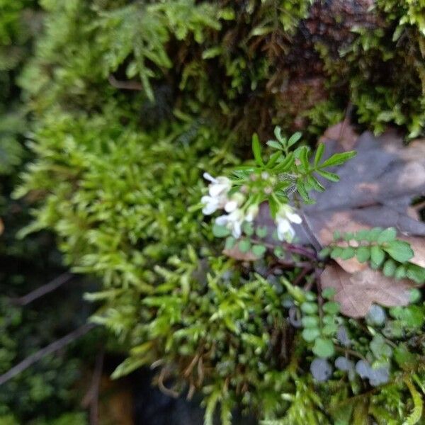 Cardamine parviflora ᱵᱟᱦᱟ