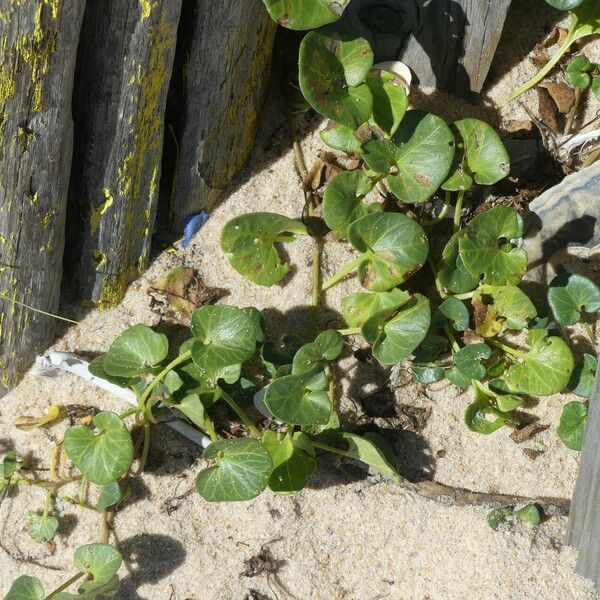 Calystegia soldanella Leaf