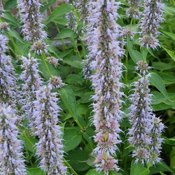 Agastache foeniculum Celota