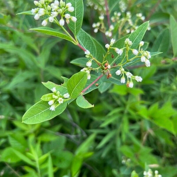 Apocynum cannabinum Bloem