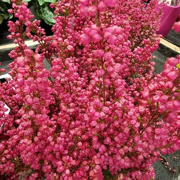 Erica gracilis Flower