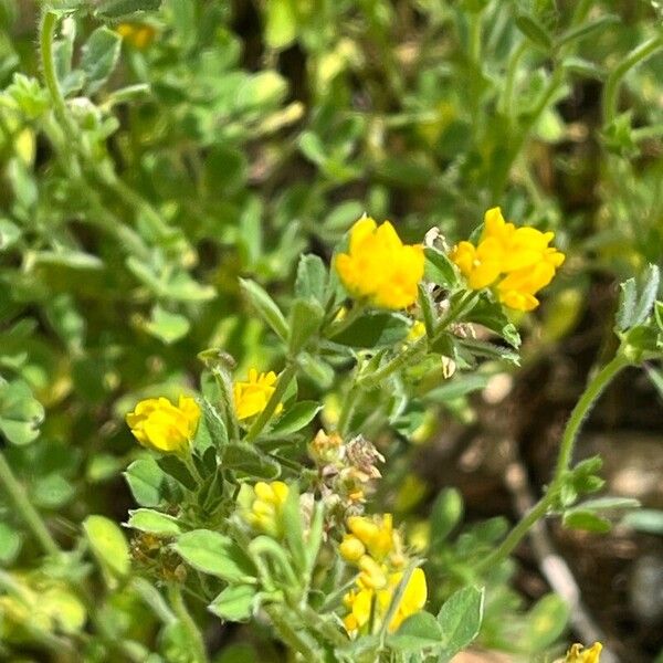 Medicago minima फूल