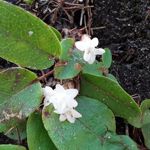 Epigaea repens Flower