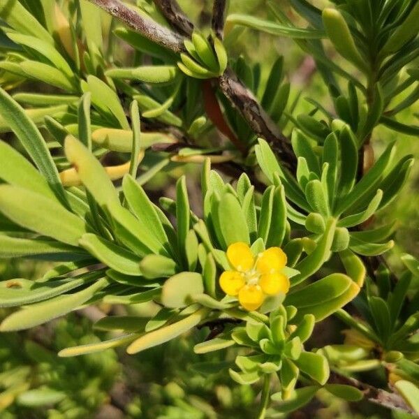 Suriana maritima Floare