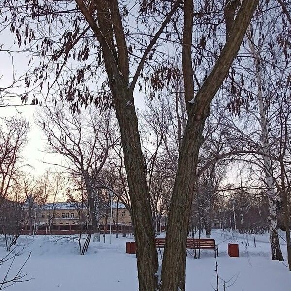 Robinia pseudoacacia Buveinė