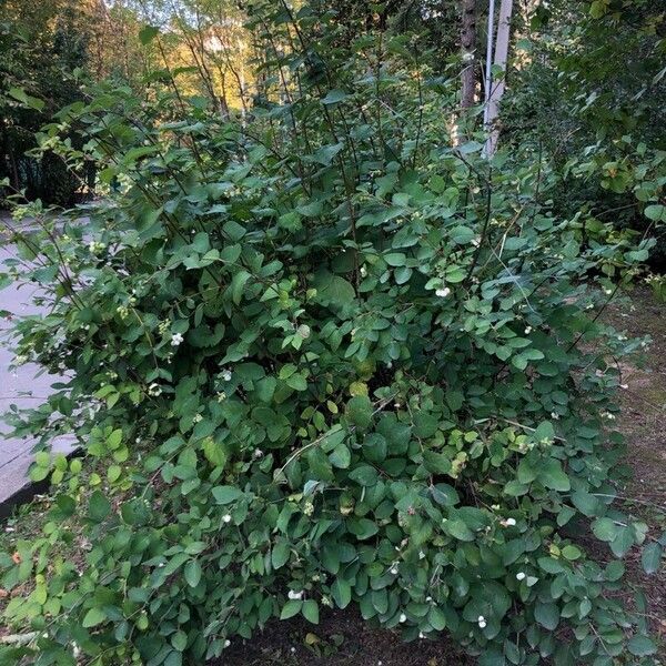 Symphoricarpos albus عادت داشتن