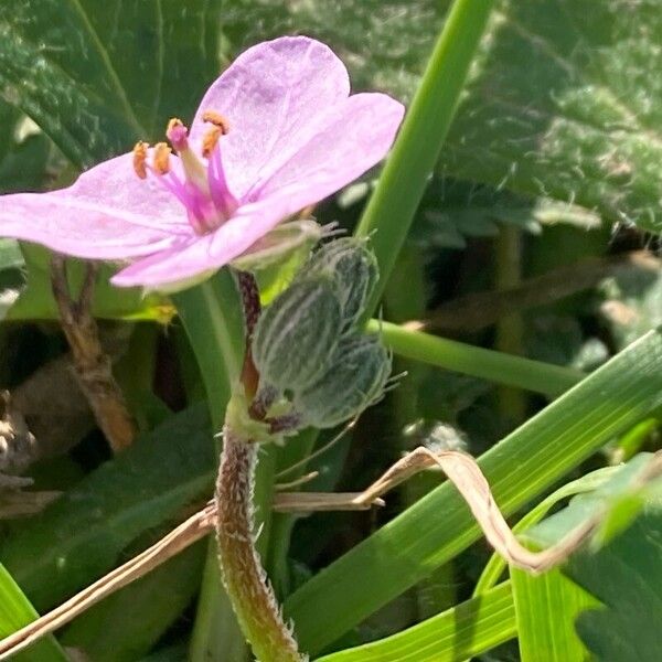 Erodium acaule Flower