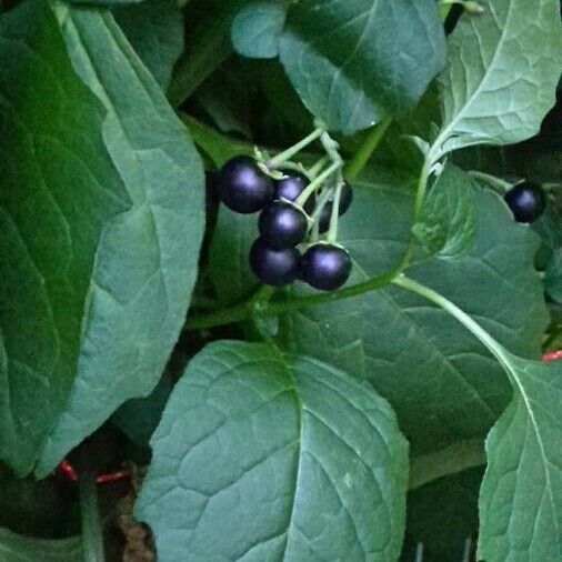 Solanum americanum Vaisius