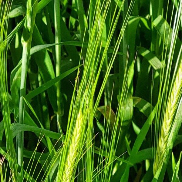 Hordeum vulgare Žiedas